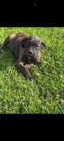 Bella, a female Cane Corso for sale in Nevada, MO – 4 of 10
