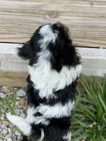 Chopper, a male Doxiepoo for sale in Nevada, MO – 4 of 8