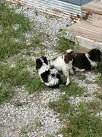 Chopper, a male Doxiepoo for sale in Nevada, MO – 6 of 8