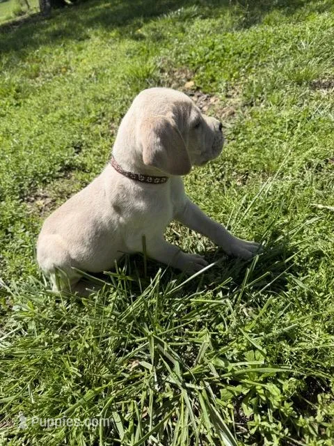 Brown Collared Male – Cane Corso puppy for sale in Nevada, MO