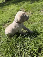 Brown Collared Male, a male Cane Corso for sale in Nevada, MO – Photo 1 of 7