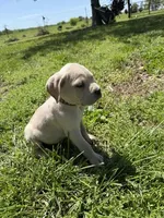 Brown Collared Male, a male Cane Corso for sale in Nevada, MO – Photo 4 of 7