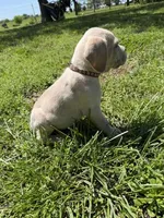 Brown Collared Male, a male Cane Corso for sale in Nevada, MO – Photo 2 of 7