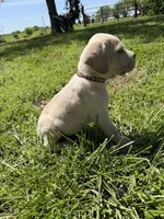 Brown Collared Male, a male Cane Corso for sale in Nevada, MO – Photo 3 of 7