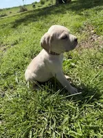 Brown Collared Male, a male Cane Corso for sale in Nevada, MO – Photo 5 of 7