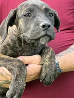 Bella, a female Cane Corso for sale in Nevada, MO – 1 of 10