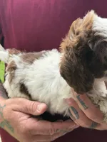 Lucy, a female Doxiepoo for sale in Nevada, MO – 6 of 8