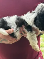 Chopper, a male Doxiepoo for sale in Nevada, MO – 2 of 8