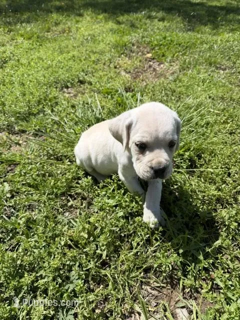 Black collar male – Cane Corso puppy for sale in Nevada, MO