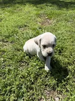 Black collar male, a male Cane Corso for sale in Nevada, MO – Photo 1 of 7