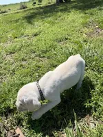 Black collar male, a male Cane Corso for sale in Nevada, MO – Photo 2 of 7