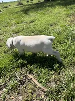 Black collar male, a male Cane Corso for sale in Nevada, MO – Photo 3 of 7