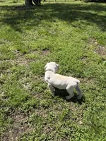 Black collar male, a male Cane Corso for sale in Nevada, MO – Photo 5 of 7