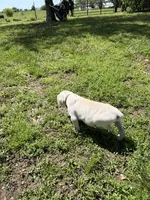 Black collar male, a male Cane Corso for sale in Nevada, MO – Photo 4 of 7