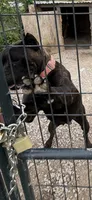 Bella, a female Cane Corso for sale in Nevada, MO – 10 of 10