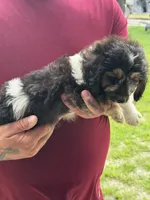 Bandit, a male Doxiepoo for sale in Nevada, MO – 3 of 7