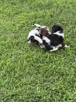 Bandit, a male Doxiepoo for sale in Nevada, MO – 4 of 7