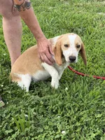 Bill, a male Beagle for sale in Nevada, MO – 3 of 7