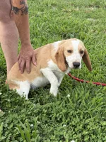 Bill, a male Beagle for sale in Nevada, MO – 5 of 7
