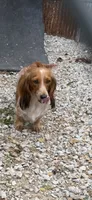 Bandit, a male Doxiepoo for sale in Nevada, MO – 6 of 7