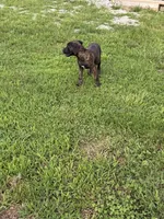Bella, a female Cane Corso for sale in Nevada, MO – 7 of 10