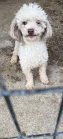 Lucy, a female Doxiepoo for sale in Nevada, MO – 8 of 8
