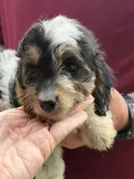 Chopper, a male Doxiepoo for sale in Nevada, MO – 1 of 8