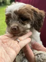 Lucy, a female Doxiepoo for sale in Nevada, MO – 2 of 8