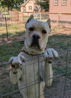 Bella, a female Cane Corso for sale in Nevada, MO – 9 of 10
