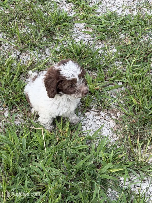 Lucy – Doxiepoo puppy for sale in Nevada, MO
