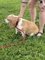 Bill, a male Beagle for sale in Nevada, MO – 4 of 7