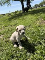 Light Blue collared Male, a male Cane Corso for sale in Nevada, MO – Photo 6 of 8