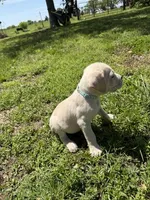 Light Blue collared Male, a male Cane Corso for sale in Nevada, MO – Photo 5 of 8