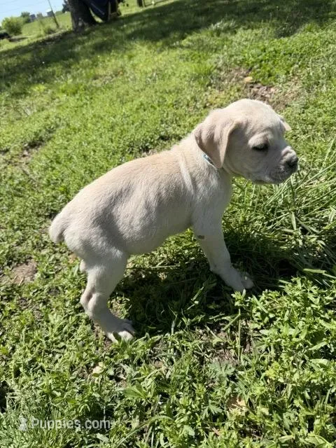 Light Blue collared Male – Cane Corso puppy for sale in Nevada, MO