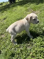 Light Blue collared Male, a male Cane Corso for sale in Nevada, MO – Photo 1 of 8