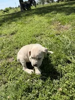 Light Blue collared Male, a male Cane Corso for sale in Nevada, MO – Photo 3 of 8