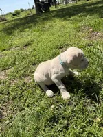 Light Blue collared Male, a male Cane Corso for sale in Nevada, MO – Photo 4 of 8