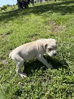 Light Blue collared Male, a male Cane Corso for sale in Nevada, MO – Photo 2 of 8