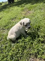 Purple collar Female, a female Cane Corso for sale in Nevada, MO – Photo 3 of 7