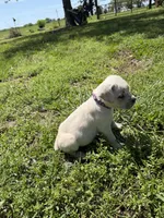 Purple collar Female, a female Cane Corso for sale in Nevada, MO – Photo 2 of 7