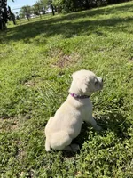Purple collar Female, a female Cane Corso for sale in Nevada, MO – Photo 1 of 7
