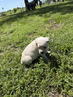 Purple collar Female, a female Cane Corso for sale in Nevada, MO – Photo 5 of 7