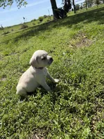 Purple collar Female, a female Cane Corso for sale in Nevada, MO – Photo 4 of 7