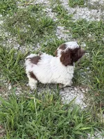Lucy, a female Doxiepoo for sale in Nevada, MO – 5 of 8