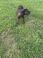 Bella, a female Cane Corso for sale in Nevada, MO – 8 of 10