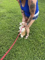 Bill, a male Beagle for sale in Nevada, MO – 7 of 7