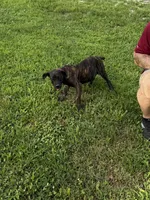 Bella, a female Cane Corso for sale in Nevada, MO – 5 of 10