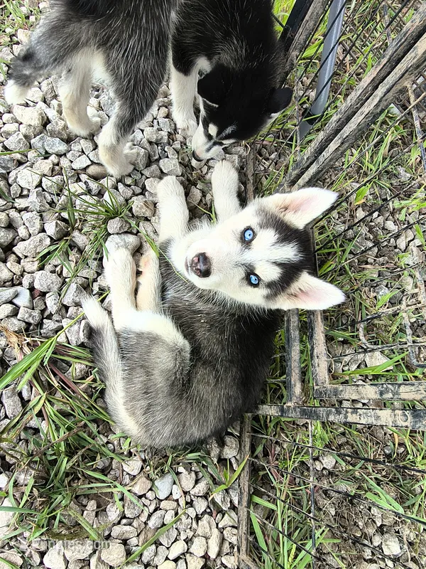 Lady – Siberian Husky puppy for sale in Durand, MI