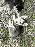 Lady, a female Siberian Husky for sale in Durand, MI – 1 of 2