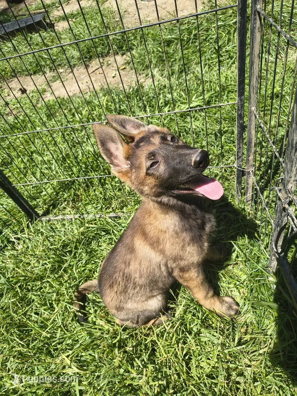 Ace – German Shepherd Dog puppy for sale in Durand, MI